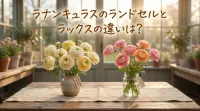 ラナンキュラスのランドセルとラックスの違いは？