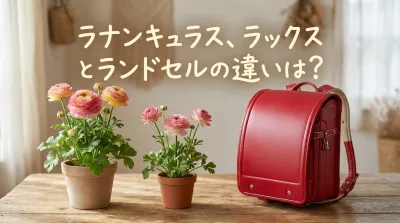 ラナンキュラス、ラックスとランドセルの違いは？