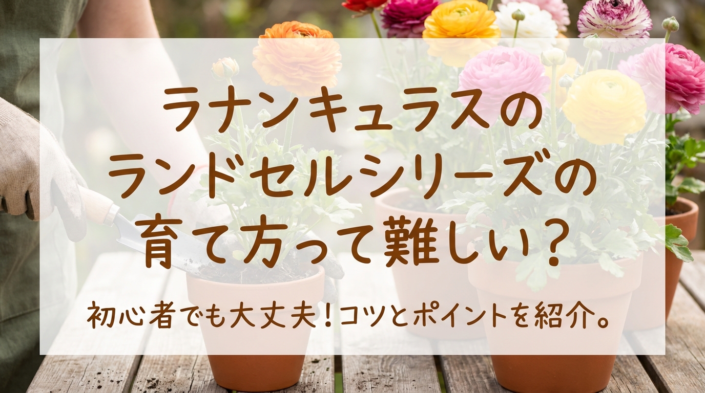 ラナンキュラスのランドセルシリーズの育て方って難しい?